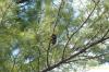 Pinus strobus